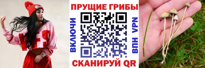 сколько стоит  Первоуральск  Галлюциногенные грибы MAGIC MUSHROOMS 